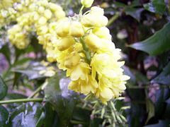 マホニア・チャリティ 山口造園